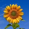 sunflwrpower